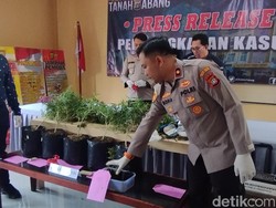 Polisi Bongkar Budidaya Ganja di Rumah Jakbar, 2 Orang Ditangkap