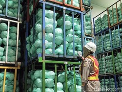 Semester I 2023, Ekspor Kubis Sumut Tembus Rp 36,69 Miliar