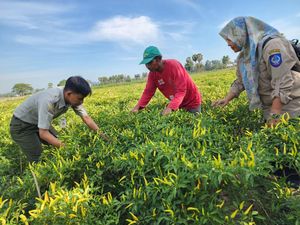 Cegah Hama Patek pada Cabai, Kementan Gunakan Agensia Pengendali Hayati