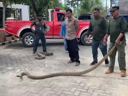 5 Ular Piton Diserahkan ke BKSDA Sultra untuk Dilepasliarkan di Habitatnya