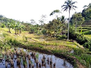 Kemarau Bikin 12 Haktare Lahan Sawah di Sukabumi Terancam Kekeringan