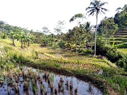 Kemarau Bikin 12 Haktare Lahan Sawah di Sukabumi Terancam Kekeringan