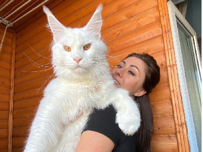 Viral Penampakan Kucing Peliharaan Terbesar di Dunia, Setinggi Anak 4 Tahun