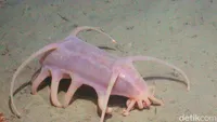 Makhluk Laut Menakutkan Jarang Terlihat, Oarfish hingga Cacing Zombie