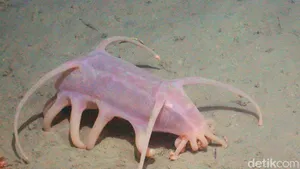Makhluk Laut Menakutkan Jarang Terlihat, Oarfish hingga Cacing Zombie