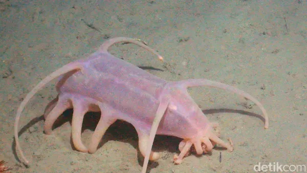 Makhluk Laut Menakutkan Jarang Terlihat, Oarfish hingga Cacing Zombie