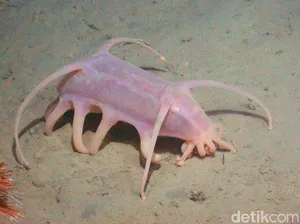 Makhluk Laut Menakutkan Jarang Terlihat, Oarfish hingga Cacing Zombie