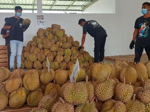 Tinjau Packing House di Bali, Kementan Dorong Durian Penuhi Syarat Ekspor Tinjau Packing House di Bali, Kementan Dorong Durian Penuhi Syarat Ekspor