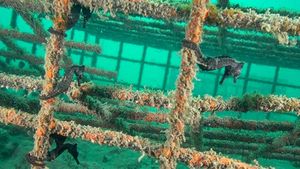 Penampakan Hotel untuk Kuda Laut yang Terancam Punah