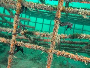 Penampakan Hotel untuk Kuda Laut yang Terancam Punah Penampakan Hotel untuk Kuda Laut yang Terancam Punah