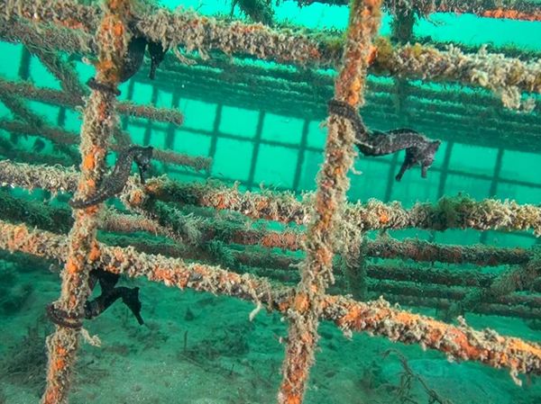 Penampakan Hotel untuk Kuda Laut yang Terancam Punah