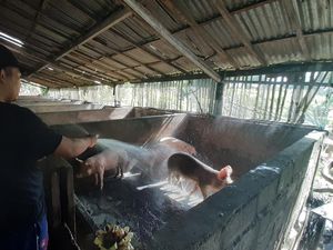 Peredaran Daging Babi Diawasi Ketat Jelang Galungan