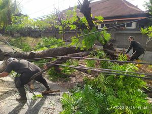 Diterjang Angin Kencang, Pohon Besar Tumbang di Buleleng