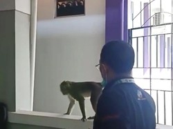 Heboh Monyet Masuk ke RSUD Ciamis