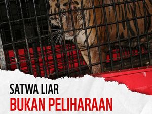 Kecam Harimau Alshad Ahmad Mati, WWF: Satwa Liar Bukan Peliharaan! Kecam Harimau Alshad Ahmad Mati, WWF: Satwa Liar Bukan Peliharaan!