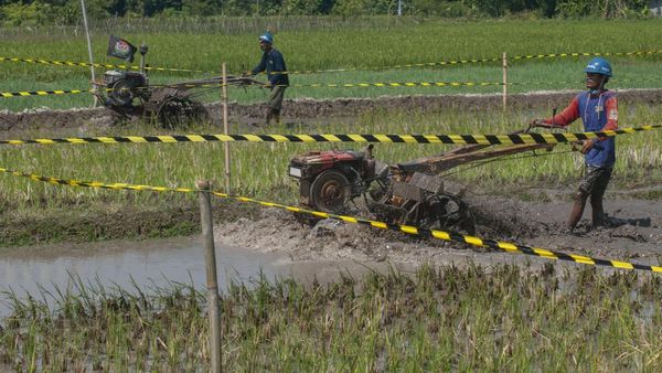 Unik! Begini Potret Kejuaraan Balap Traktor di Klaten