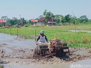 Unik! Balap Traktor di Sawah Kebonarum Klaten, Saking Ngebut hingga Terlepas Unik! Balap Traktor di Sawah Kebonarum Klaten, Saking Ngebut hingga Terlepas
