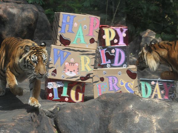 Batu Secret Zoo Gelar Peringatan Hari Harimau Sedunia