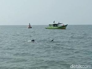 Hiu Tutul Muncul di Perairan Pasuruan, Boleh Didekati Asal Jangan Diganggu Hiu Tutul Muncul di Perairan Pasuruan, Boleh Didekati Asal Jangan Diganggu