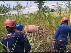 Cerita Damkar Evakuasi Kerbau Ngamuk di Bogor hingga Terjungkal ke Rawa