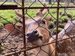 Damkar Bekasi Jawab Keluhan Terkait Anak Rusa di Kalimalang