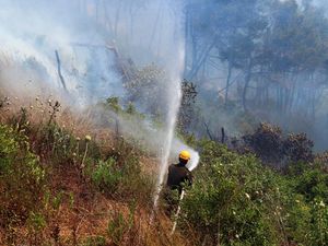 Potret Perjuangan Damkar Padamkan Kebakaran Hutan di Suriah