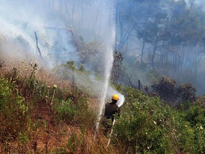 Potret Perjuangan Damkar Padamkan Kebakaran Hutan di Suriah