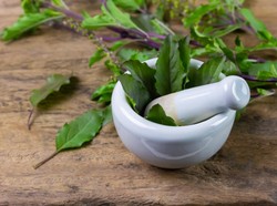 Selain Bermanfaat Bagi Kesehatan Ternyata Kemangi Ampuh Usir Nyamuk dari Rumah