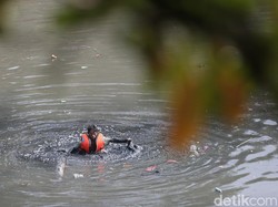 Video: Respons Menteri LH soal Sungai Cipinang yang Dekat Kantornya Tercemar