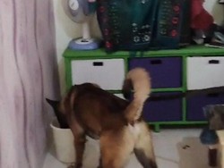 Kala Anjing Pelacak Bongkar Pencurian Duit Rp 10 Juta di KBB