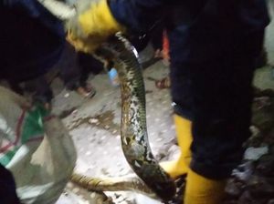 Ular Sanca 3 Meter Berkeliaran di Permukiman, Warga Bogor Lapor Damkar