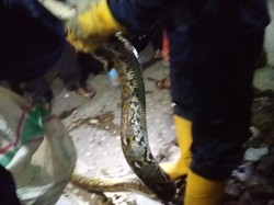 Ular Sanca 3 Meter Berkeliaran di Permukiman, Warga Bogor Lapor Damkar
