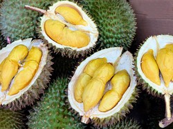 Wajah Anak Ini Luka Kejatuhan Durian, Penjual Tolak Biayai Pengobatan