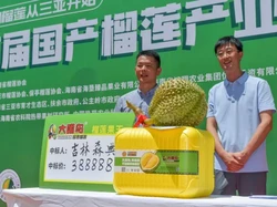 Istimewa dari China! Durian 6,9 Kg Ini Laku Terjual Rp 820 Juta