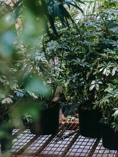 Ilustrasi tanaman Walisongo