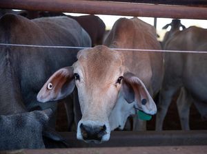 Heboh Temuan Penyakit Kulit di Sapi Impor Asal Australia Heboh Temuan Penyakit Kulit di Sapi Impor Asal Australia
