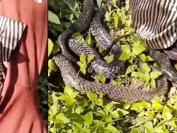 King Kobra Merayap ke Dalam Baju Saat Pria ini Rebahan di Pohon