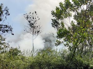 Nyaris 1.000 Hektare Lahan Terbakar di Riau, Ini Daerah Terbanyak