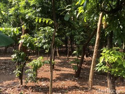 Menurut Studi, Kurangi Aspal jika Ingin Pohon Lebih Kuat