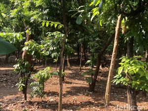 Menurut Studi, Kurangi Aspal jika Ingin Pohon Lebih Kuat Menurut Studi, Kurangi Aspal jika Ingin Pohon Lebih Kuat