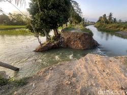 50 Hektare Sawah di Pinrang Terendam gegara Tanggul Pengairan Jebol