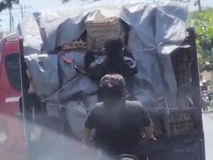 Bajing Loncat Curi Telur dari Mobil Pikap di Jalin Medan-Aceh Ditangkap Bajing Loncat Curi Telur dari Mobil Pikap di Jalin Medan-Aceh Ditangkap