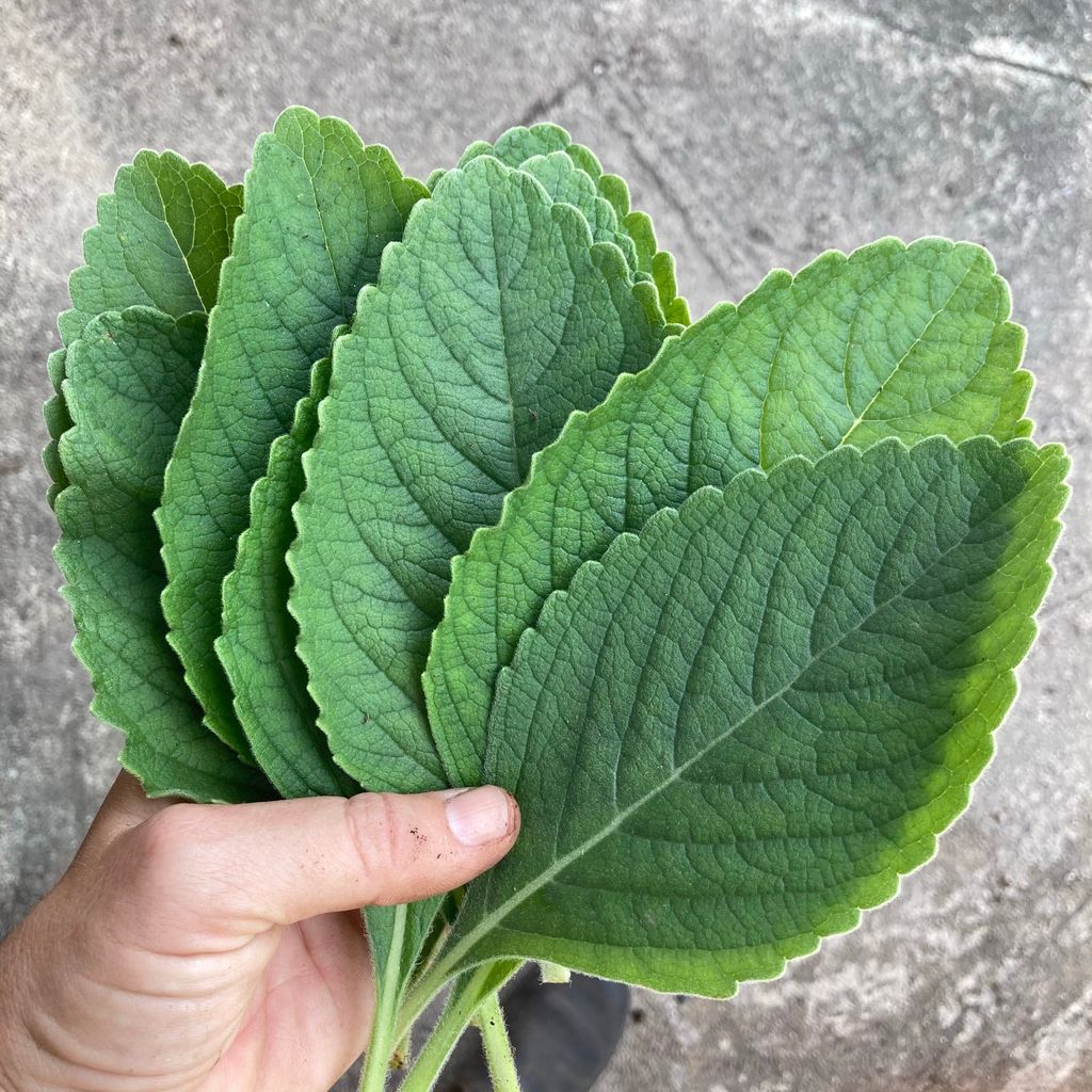 Daun Blue Spur Flower yang bisa jadi alternatif tisu toilet