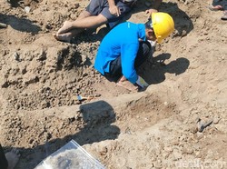 Fosil Gading Gajah Purba 3,25 Meter di Sragen Belum Diangkat, Ini Alasannya