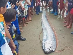 Heboh Ikan Gempa Oarfish Terdampar di Pantai, Begini Penampakannya