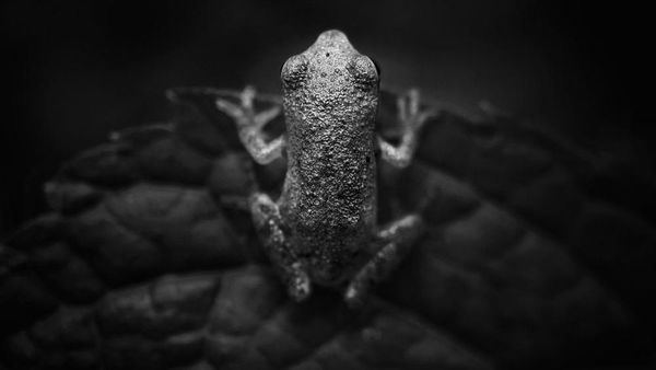 Karya Jawara Kontes Foto iPhone Bikin Terkesima