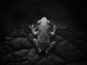 Karya Jawara Kontes Foto iPhone Bikin Terkesima Karya Jawara Kontes Foto iPhone Bikin Terkesima
