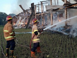 Peternakan di Kadireso Boyolali Ludes Terbakar, 19 Ribu Ayam Terpanggang