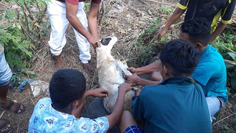 Kurban Sahabat Baik Jadi Kebahagiaan Para Duafa di Pulau Adonara NTT