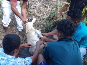 Kurban Sahabat Baik Jadi Kebahagiaan Para Duafa di Pulau Adonara NTT